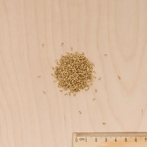 Potagères - Chicorée Witloof Platine (type Bruxelles) - Graines d'Exception - MEDIA_3D